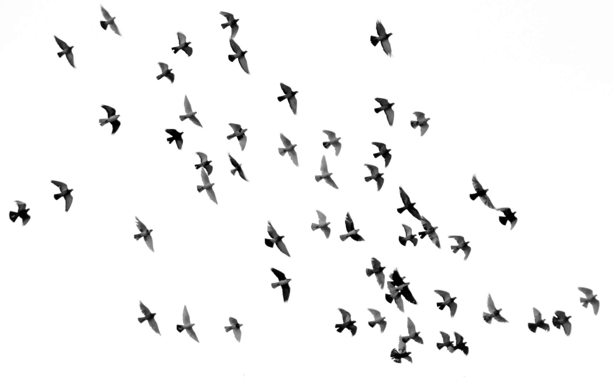A great big flock of birds in the sky